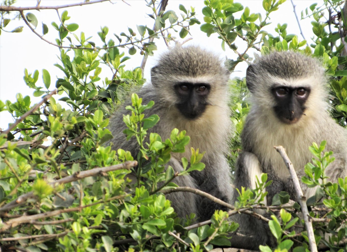 Addo River Safari - guidet tur i kano