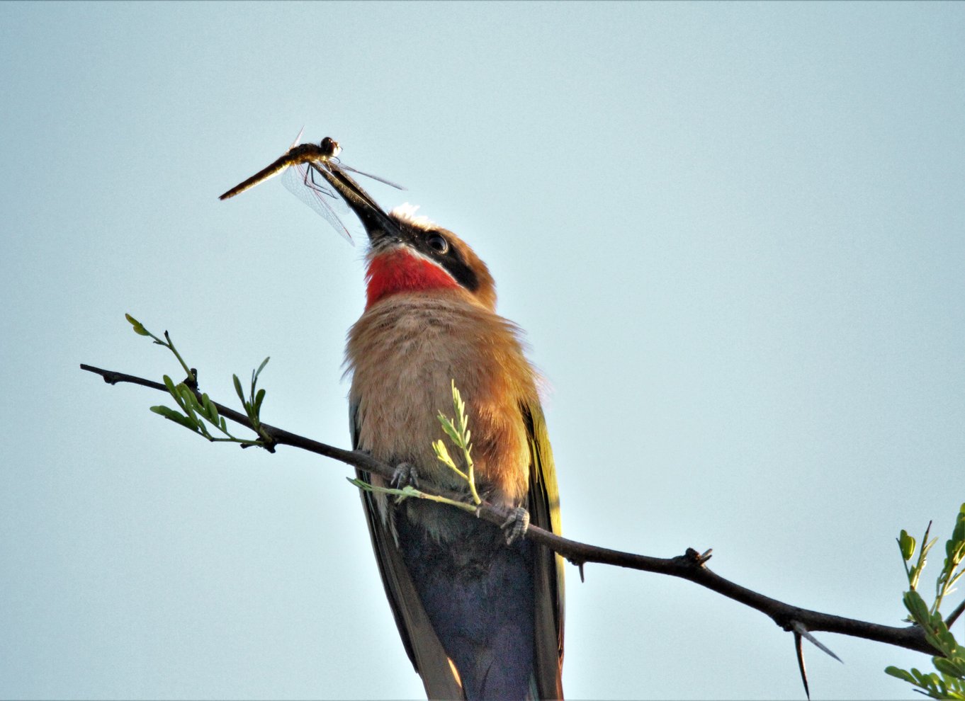 Addo River Safari - guidet tur i kano