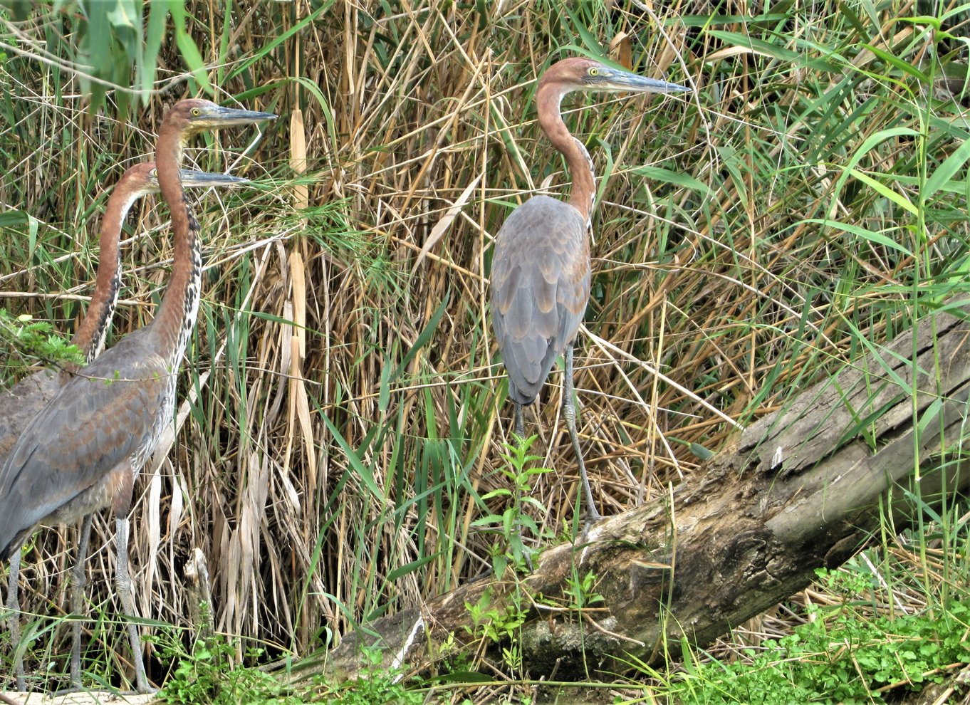 Addo River Safari - guidet tur i kano