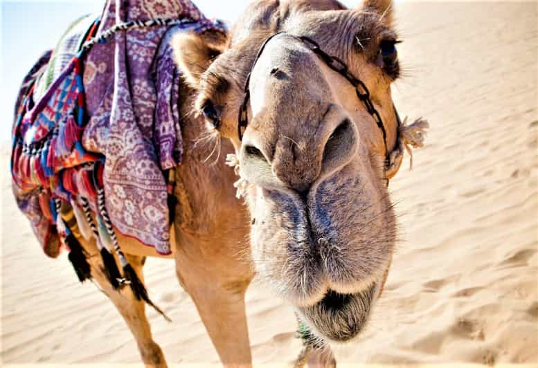 Sunset Camel Riding Including BBQ Dinner & Hotel Transfers