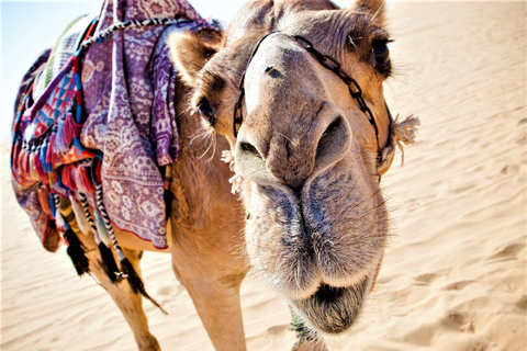 Agadir: 2-uur durende kameelrit op Banana Beach bij zonsondergang