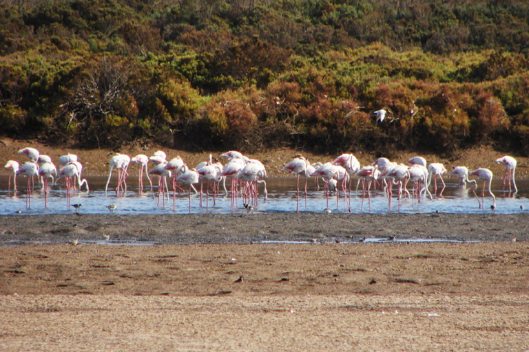 Agadir : balade en chameau de 2 h à Banana Beach