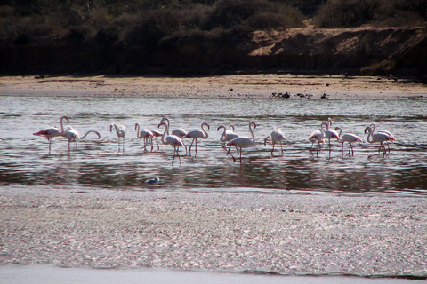 Agadir : balade en chameau de 2 h à Banana Beach