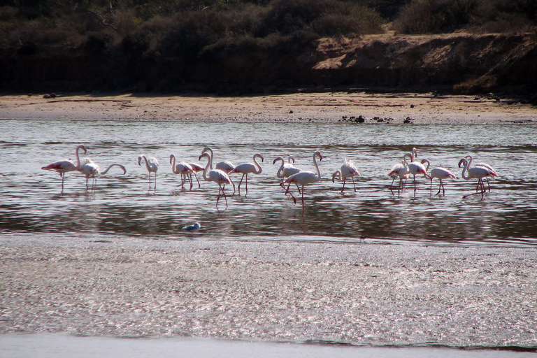 Agadir : balade en chameau de 2 h à Banana Beach