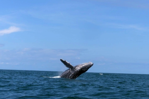 Cali: Avistamiento de Ballenas en la Costa Pacífica Colombiana