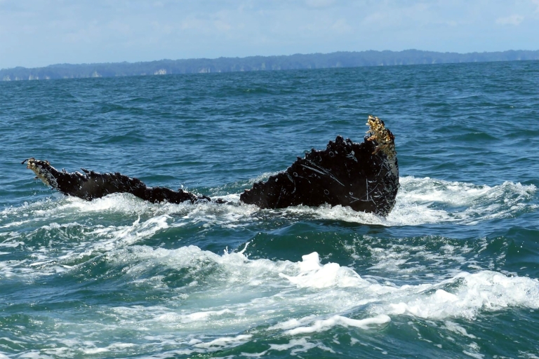Cali : Observation des baleines sur la côte pacifique colombienne