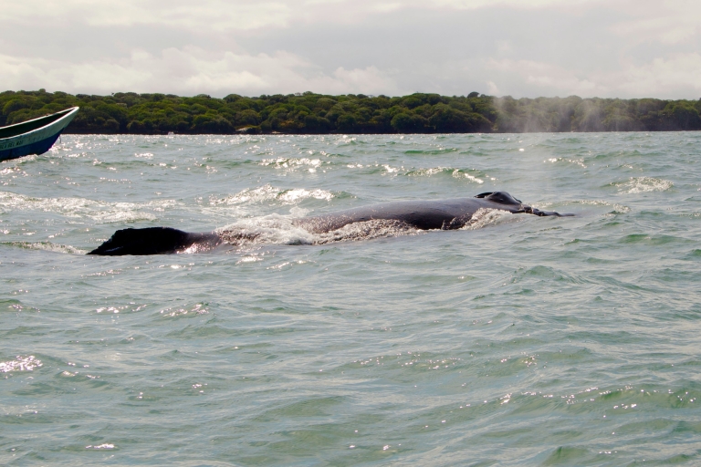 Cali: Obserwacja wielorybów na kolumbijskim wybrzeżu Pacyfiku