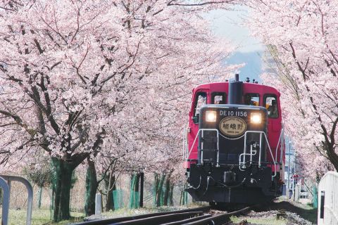 Kyoto: Sagano-Zug und Sightseeing-Tagesausflug mit Mittagessen
