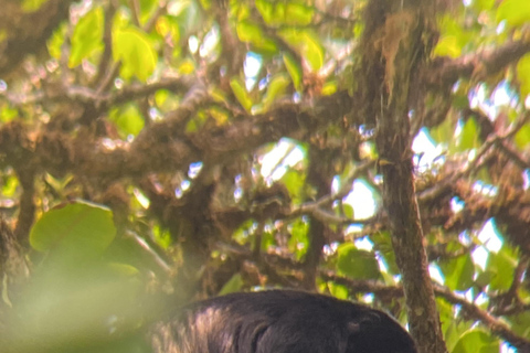 Monteverde cloud forest preserve tours