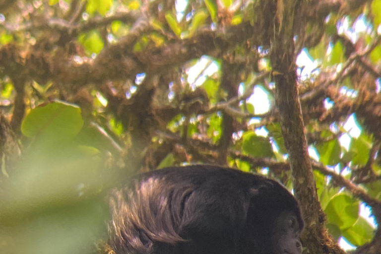 Monteverde cloud forest preserve tours