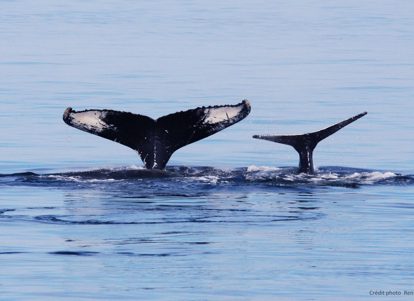 Tadoussac/Charlevoix: Hvalsafari og bjørneobservation