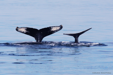 Tadoussac/Charlevoix: Whale Watching Tour & Bear Observation Charlevoix: Whale Watching Boat Tour & Bear Observation
