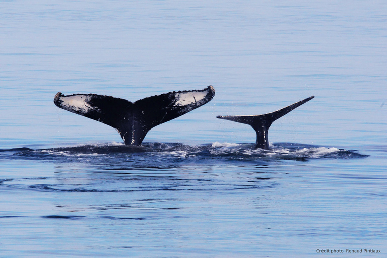 Tadoussac/Charlevoix: Whale Watching Tour & Bear Observation Charlevoix: Whale Watching Boat Tour & Bear Observation