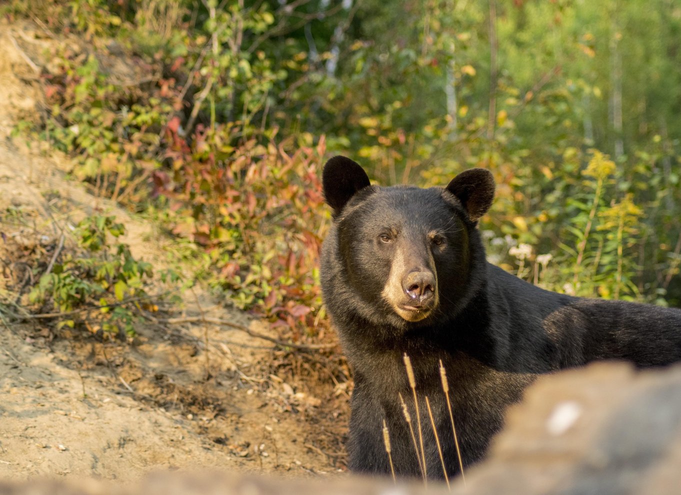 Tadoussac/Charlevoix: Hvalsafari og bjørneobservation