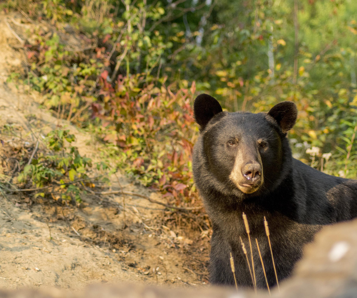 Tadoussac & Baie-St-Catherine: Whale & Bear Wildlife Tour