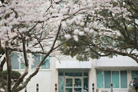 Jeju: Cherry Blossom Tour with Hotel Pickup Jeju cherry Blossom Season Tour : Small Group [Hotel P-up]