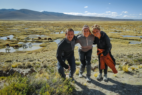 From Arequipa: Colca Canyon Full-Day Guided Tour with Meals