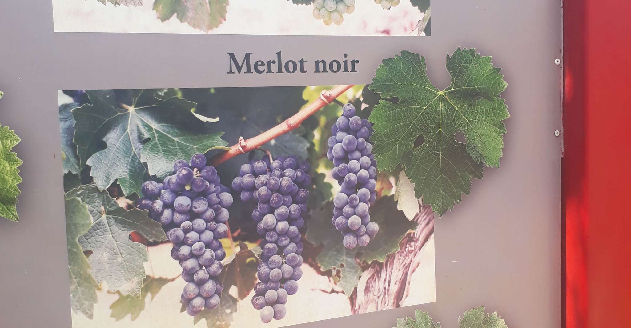 Fullday Wine Tour - Housity