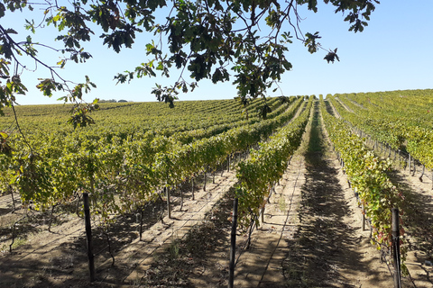 Desde Ciudad del Cabo: tour de un día por la ruta del vinoTour de vino de día completo