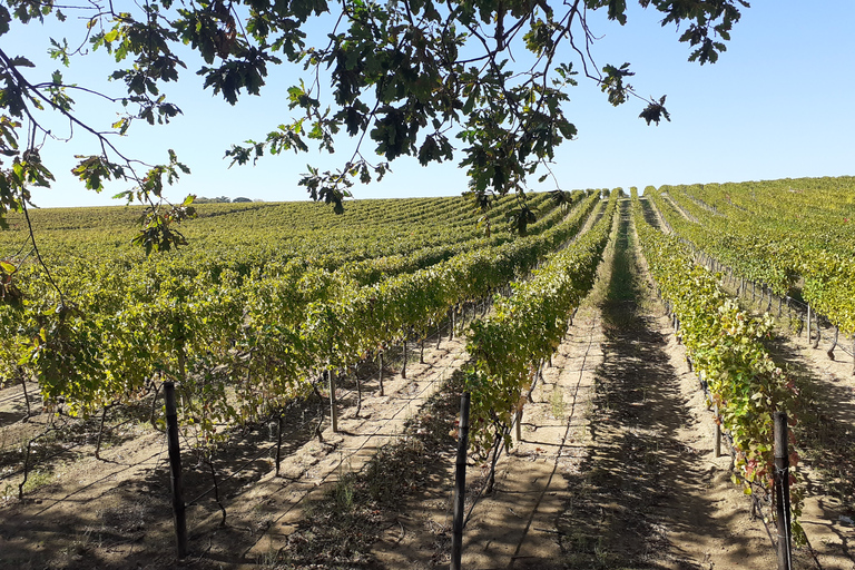 De Cape Town: excursion d'une journée sur la route des vinsVisite œnologique d'une journée