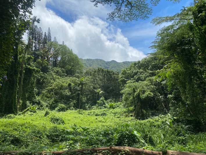 Oahu M Noa Falls Trail Hiking Shuttle GetYourGuide   146 