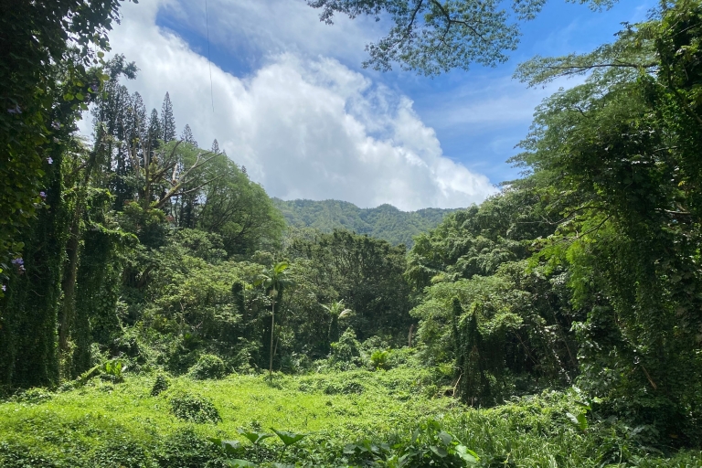 Wahadłowiec pieszy szlakiem Manoa FallsZ Honolulu: transfer szlakiem Mānoa Falls z odbiorem z hotelu