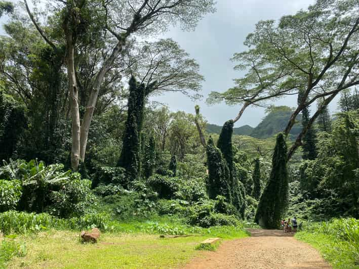 Oahu M Noa Falls Trail Hiking Shuttle GetYourGuide   146 