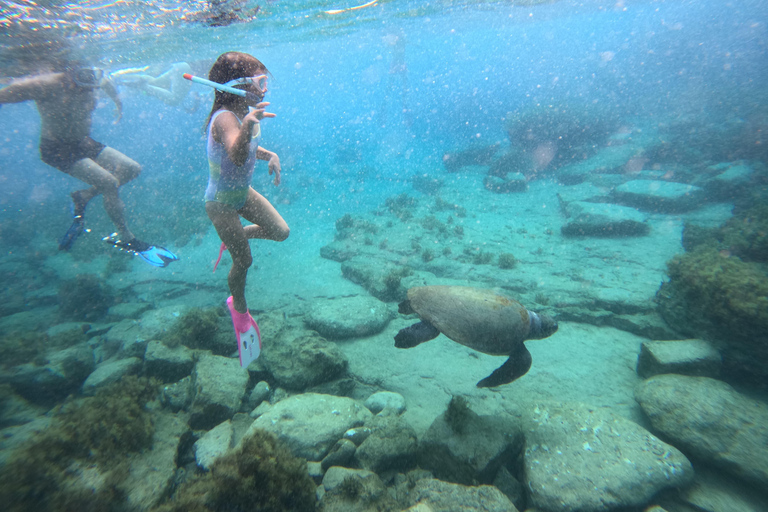 Paphos: snorkeltour met gids naar zeeschildpaddenPaphos: snorkelen met zeeschildpadden met gids