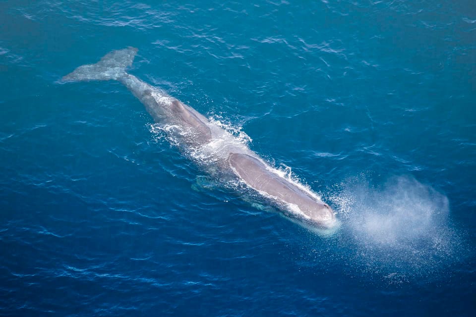 Kaikōura: 45-Minute Whale Watching Helicopter Tour | GetYourGuide