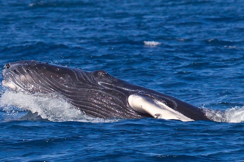 بلايا فلامنغو: جولة كاتاماران والغطس مع وجبةجولة مشتركة عند غروب الشمس والغطس