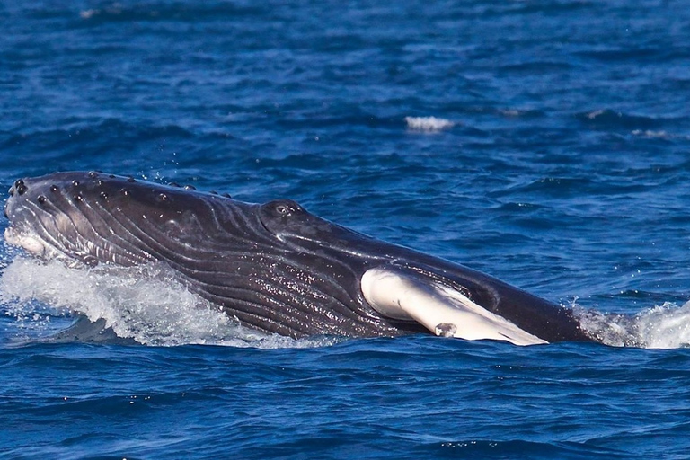 بلايا فلامنغو: جولة كاتاماران والغطس مع وجبةجولة مشتركة عند غروب الشمس والغطس