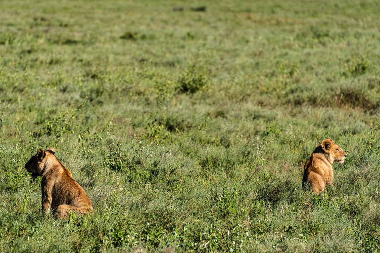 From Zanzibar: 2-Day Serengeti Park Safari Tour with Flights