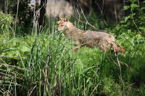 Carpathian Bear Watching Safari from Brasov