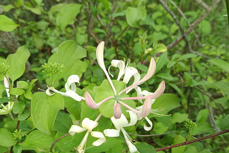 Zagrzeb wśród roślin: miejski spacer botaniczny