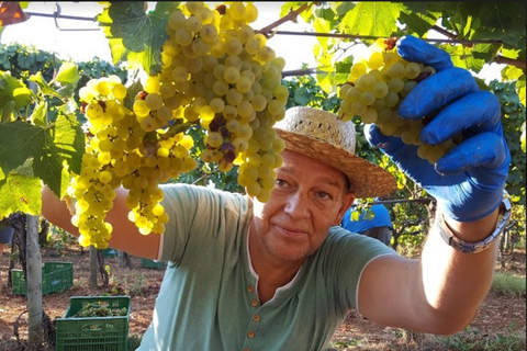 Mallorca: Visita a una bodega y a una finca de aceite de oliva con degustaciónVino Bodegas y Aceite de Oliva Finca Privada