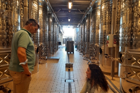 Mallorca: Finca-tour wijnkelder en olijfolie met proeverijWijn Bodega's & Olijfolie Finca Privé