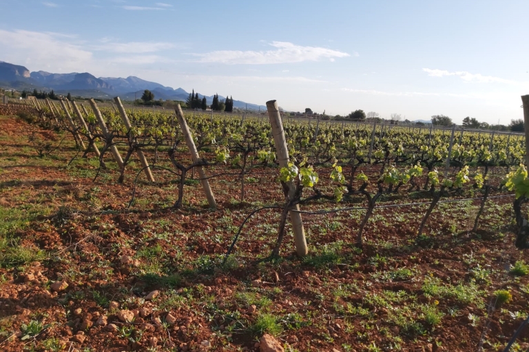 Mallorca: Finca-tour wijnkelder en olijfolie met proeverijWijn Bodega's & Olijfolie Finca Privé