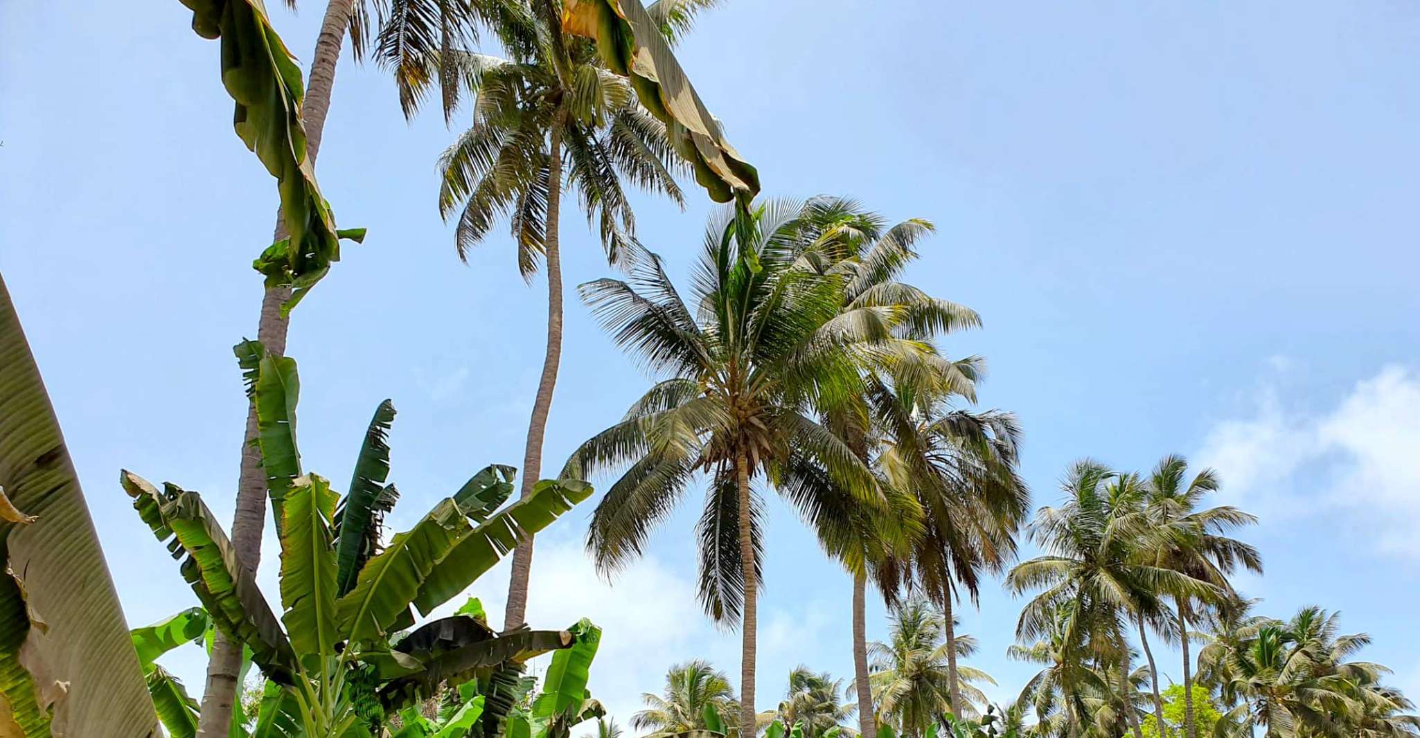 Praia'dan, Banana Plantation Tour ve Cuscuz Atölyesi - Hizvo