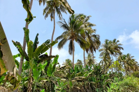 Desde Praia: recorrido por la plantación de plátanos y taller de CuscuzTour grupal compartido