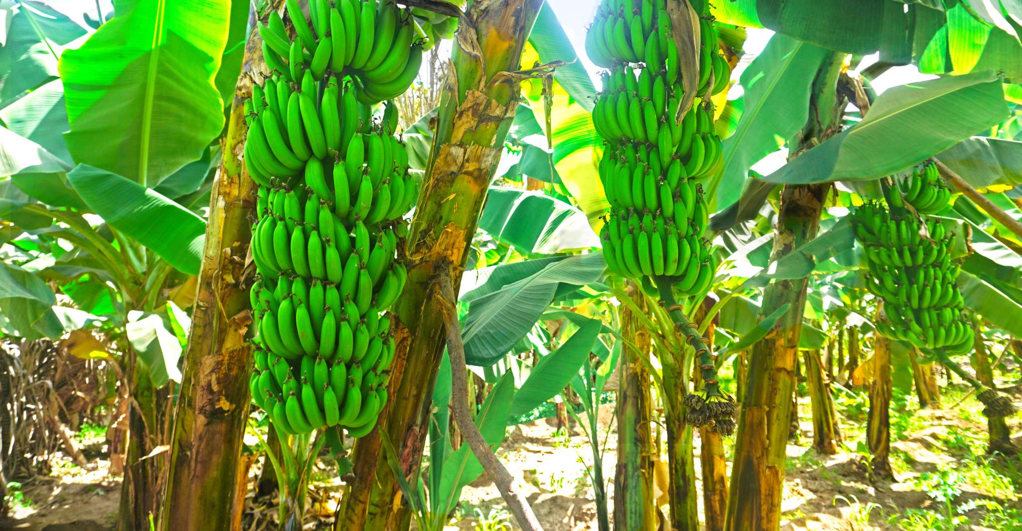 Praia'dan, Banana Plantation Tour ve Cuscuz Atölyesi - Hizvo