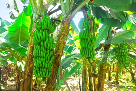 Van Praia: Bananenplantage Tour en Cuscuz WorkshopGedeelde groepsreis