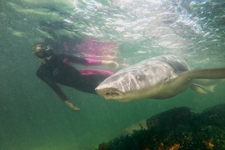 Snorkeling em Salamander Bay, New South Wales