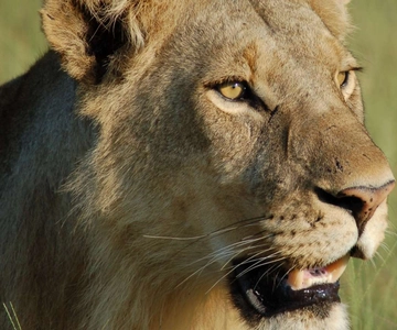 Arusha: 4-Day Serengeti Tour with Lodging, Safaris & Meals