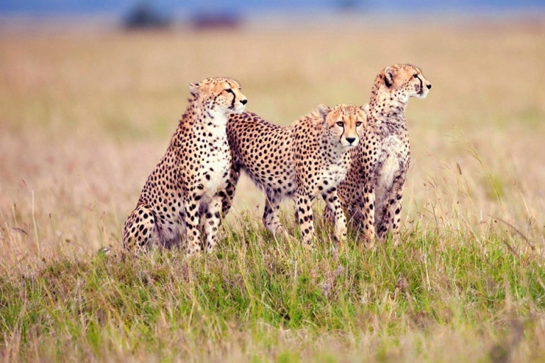From Arusha: Private 4-Day Tanzania Trip w/ Lodging & Meals