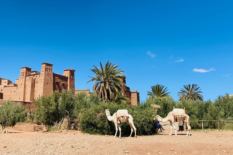 Z Marrakeszu: 3-dniowa wycieczka grupowa po pustyni Sahara