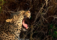 Da Durban, Hluhluwe Infolozi Game Reserve Gita di un giorno - Hizvo