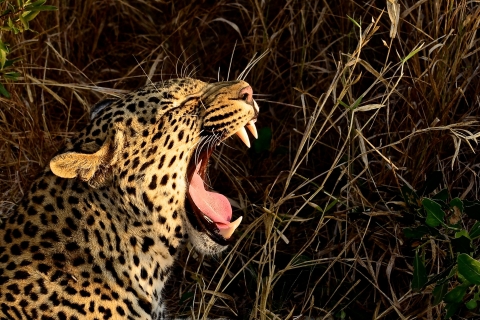 Desde Durban: excursión de un día a la reserva de caza Hluhluwe Imfolozi