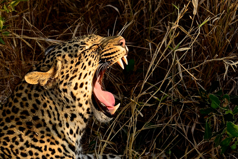 Desde Durban: excursión de un día a la reserva de caza Hluhluwe Imfolozi