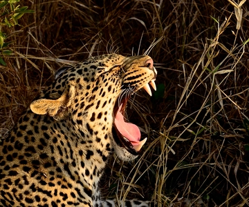 From Durban: Hluhluwe Imfolozi Game Reserve Day Trip