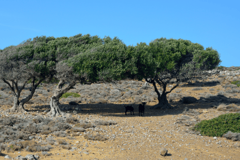 From Heraklion: Palm Forest Beach of Vai, Toplou & Sitia German Tour: Pick up from Anisaras, Analipsi & Gouves